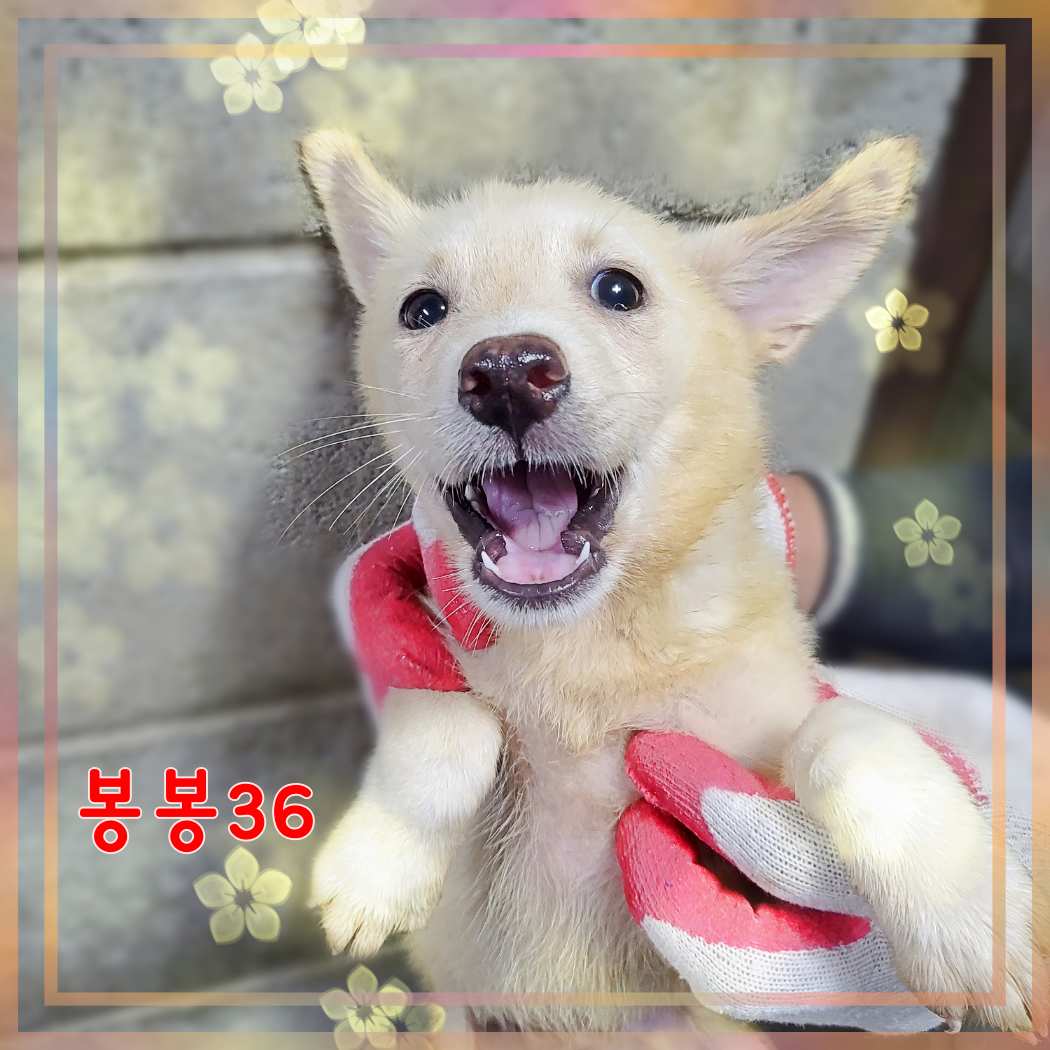 군산유기동물보호센터_445467202301602